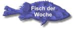 Fisch der Woche